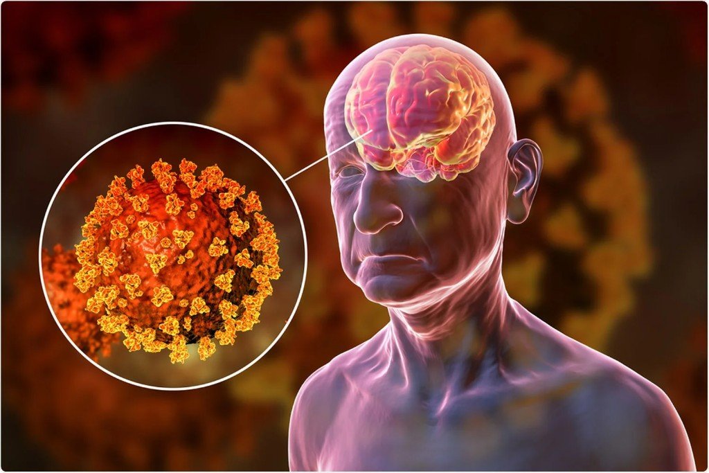 Illustration linking immune activity to the brain, representing neuroinflammation and healthy aging