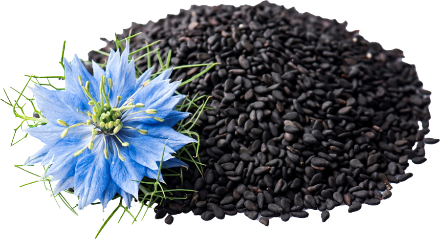 Blue Nigella sativa flower beside a pile of black cumin seeds on a black background