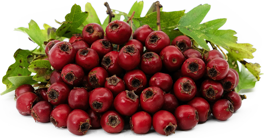 Fresh red hawthorn berries with green serrated leaves on a white background