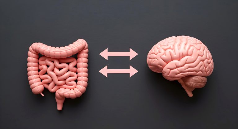 3D models of the digestive system and brain with bidirectional communication arrows