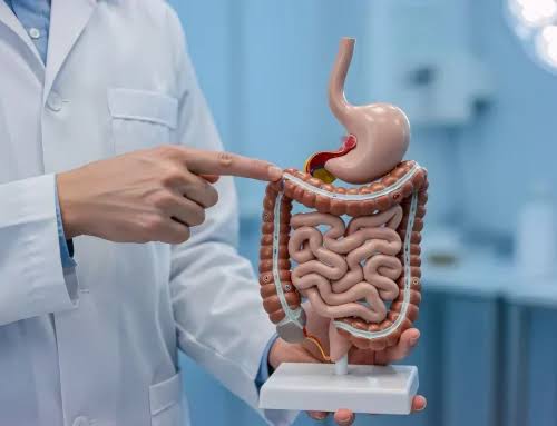 Healthcare professional pointing to an anatomical model of the digestive system