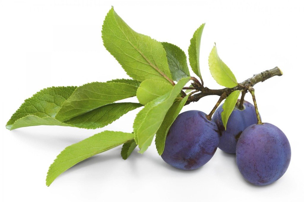 Botanical fruit on a branch representing plant-based men’s wellness ingredients