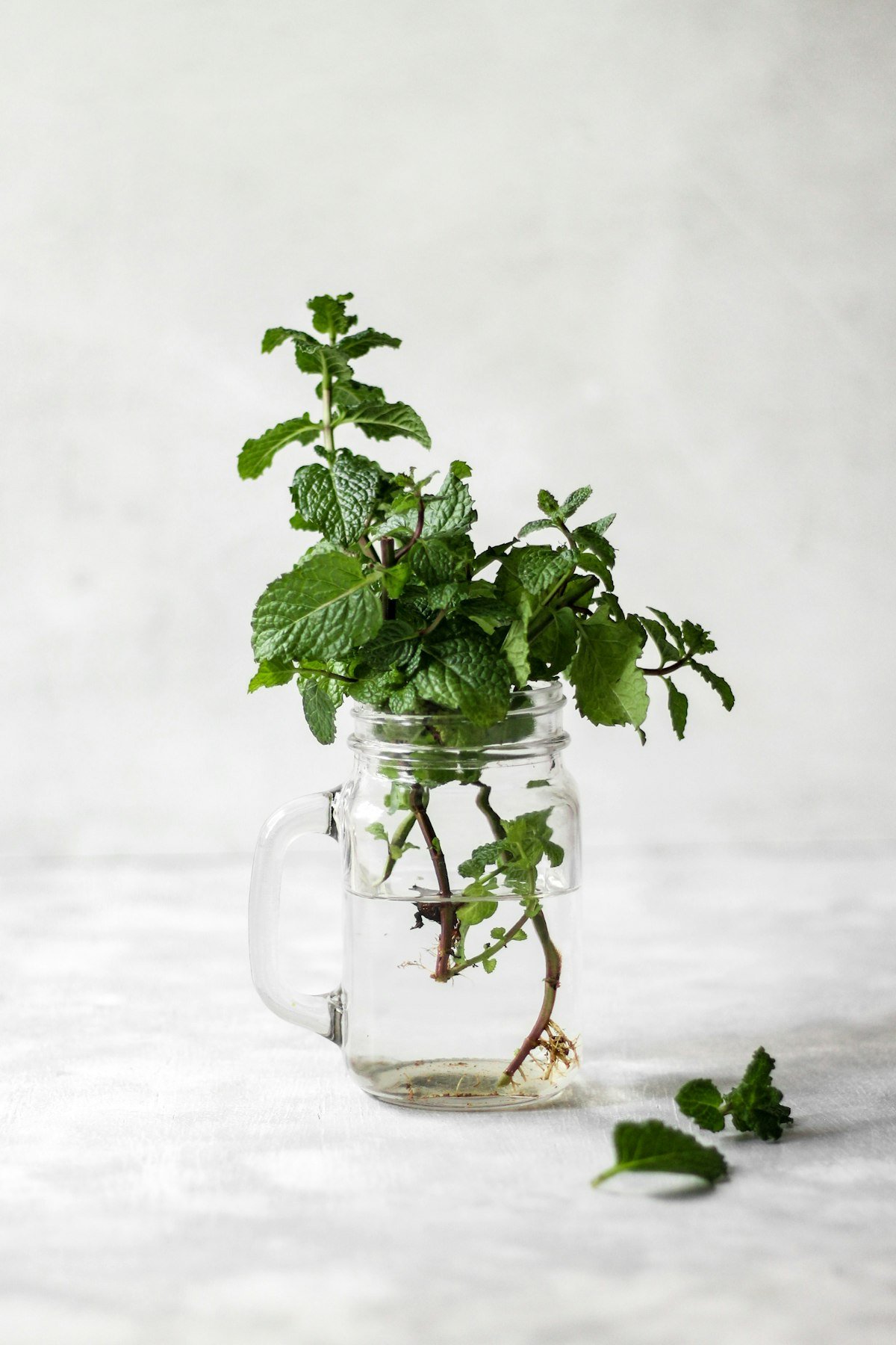 Fresh spearmint leaves